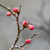 すでに開花準備