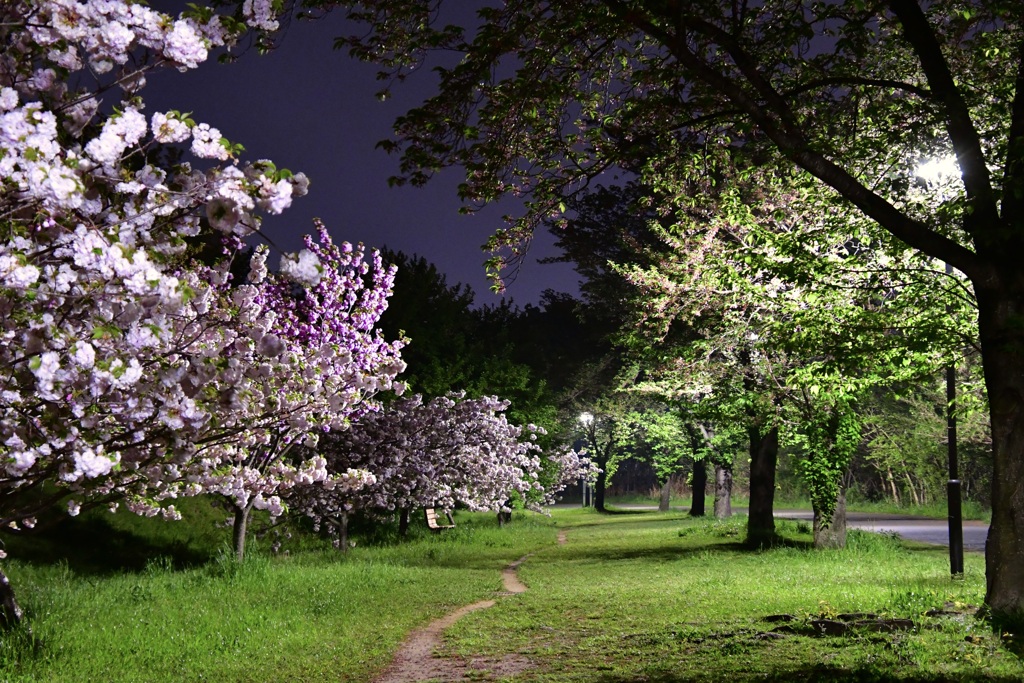 夜桜