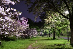 夜桜