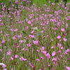 雑草の開花　アカバナユウゲショウ