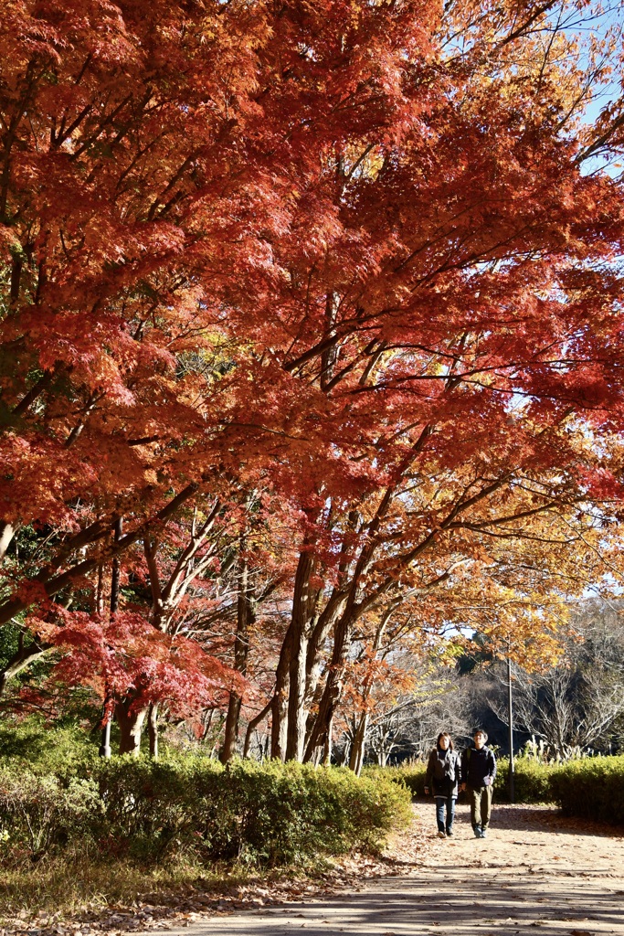 公園の散歩