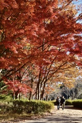 公園の散歩