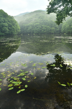 曲沢沼