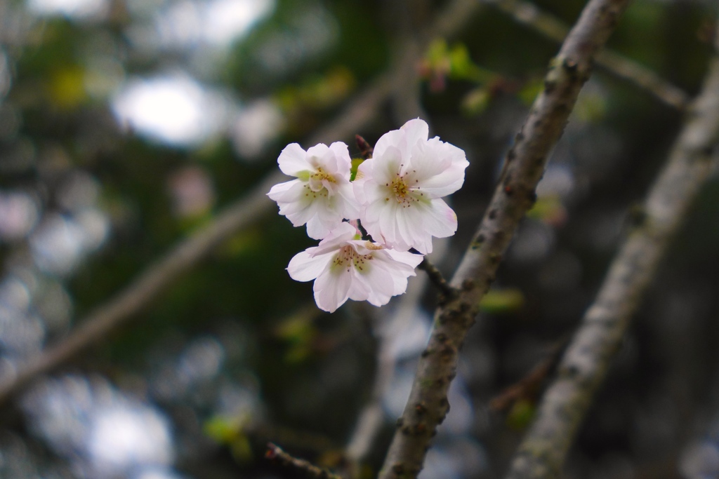 寒桜