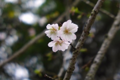 寒桜