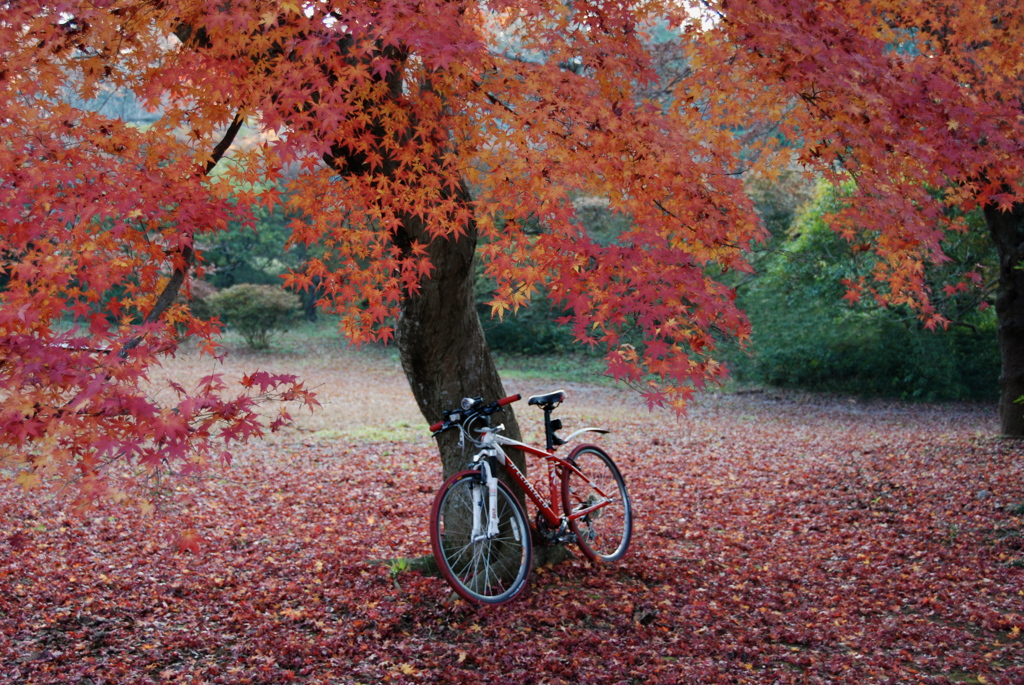 紅葉真っ盛り