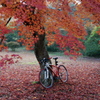 紅葉真っ盛り