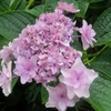 紫陽花