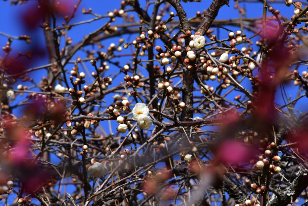 一部咲きの南高梅　