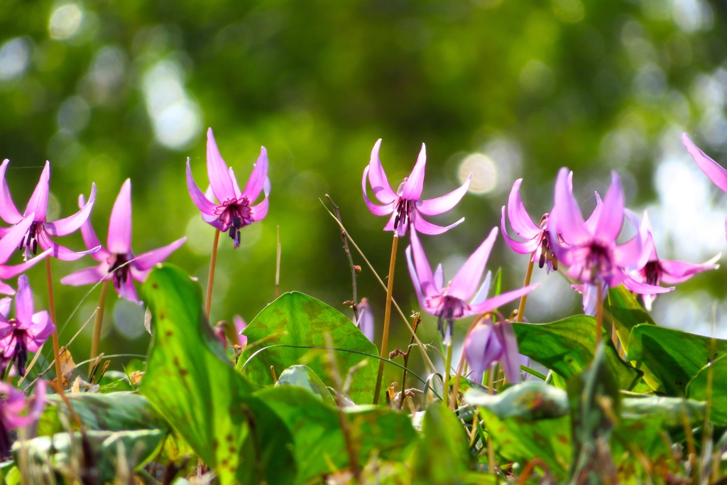 カタクリの群生