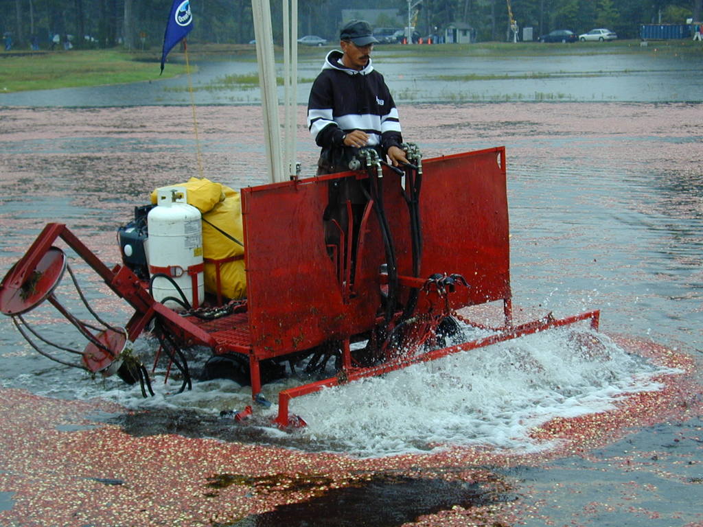 クランベリーの収穫