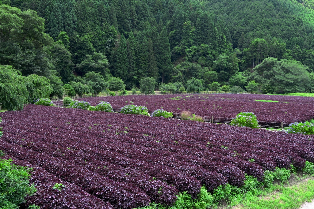 赤紫蘇畑