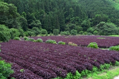 赤紫蘇畑