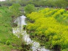 近所の小川