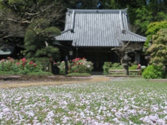 散った桜