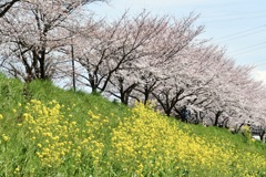 近所の小川