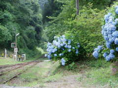 ローカル線の紫陽花