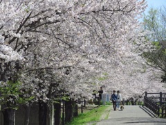 桜並木