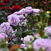 薔薇