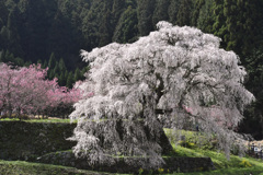 そろそろ桜が