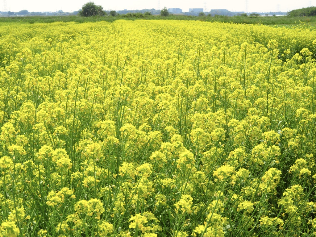 もうすぐ６月なのに菜の花満開