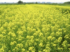 もうすぐ６月なのに菜の花満開