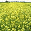 もうすぐ６月なのに菜の花満開