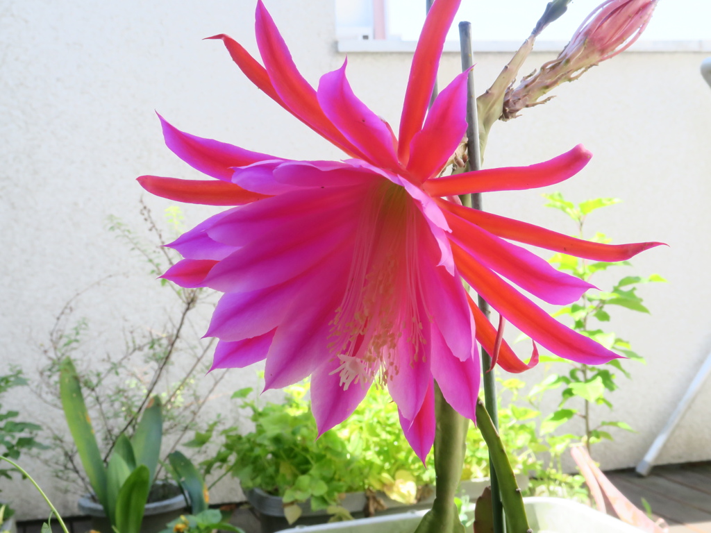 今年も咲きました