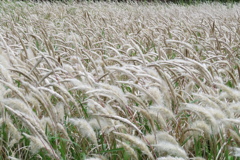野草の群生