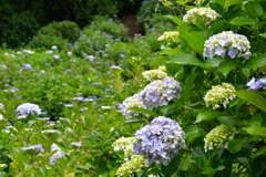 昭和の森　紫陽花園