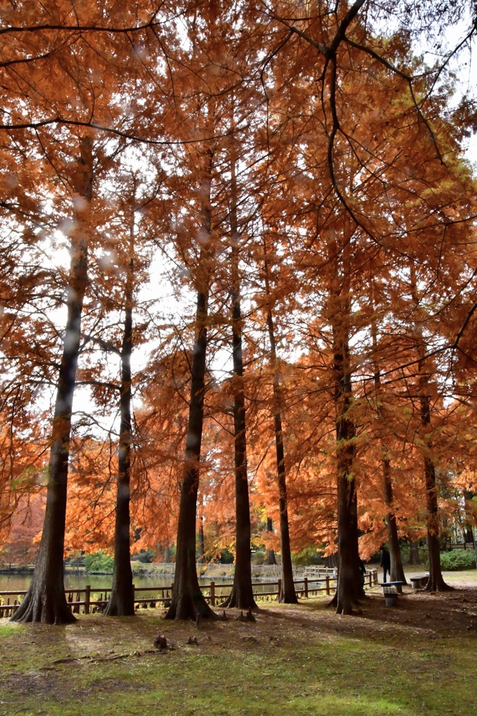 ラクショウの紅葉