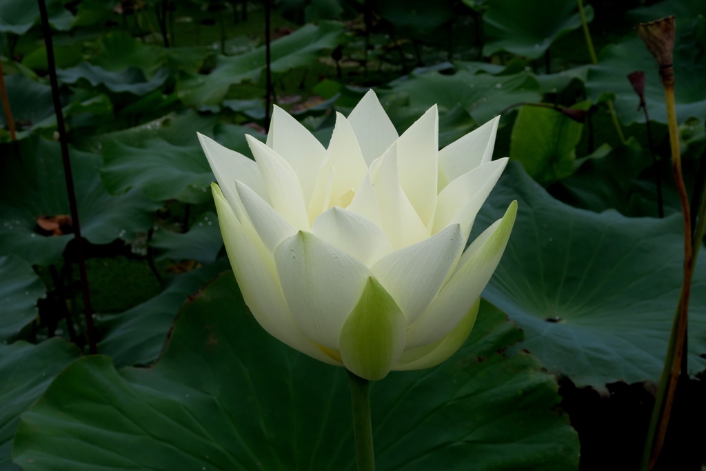 ハス（剣舞蓮）