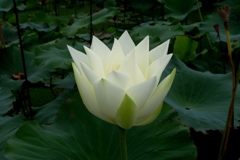 ハス（剣舞蓮）