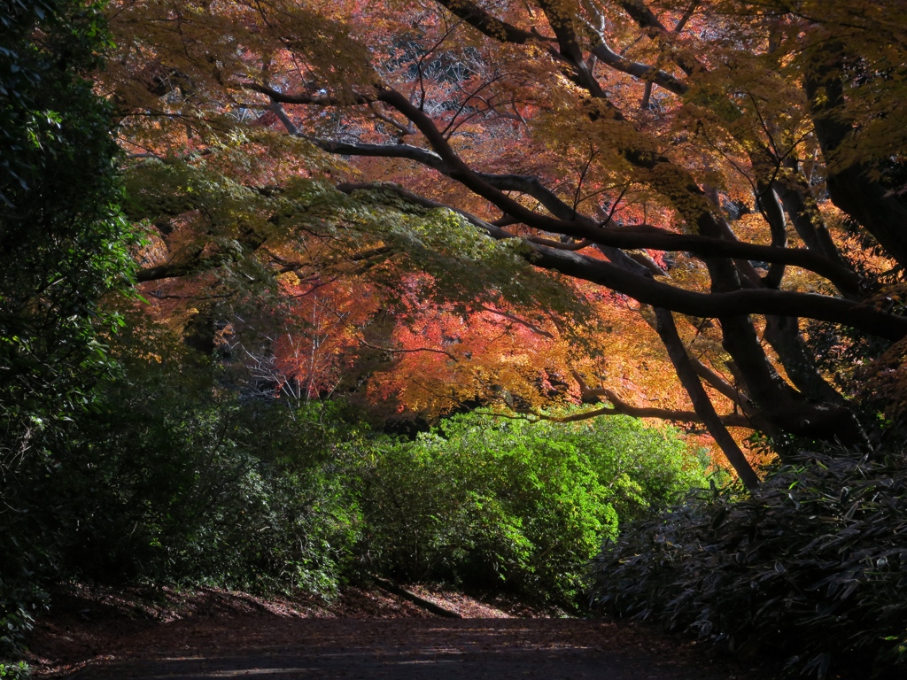 紅葉