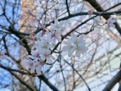 銀座の桜