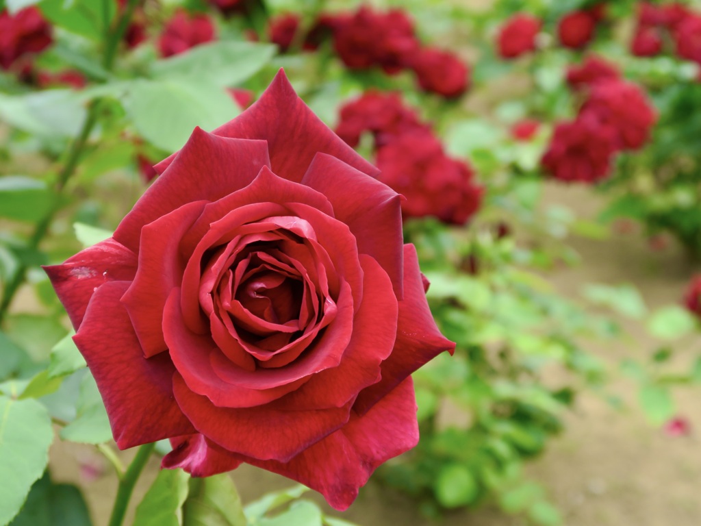 これぞ薔薇