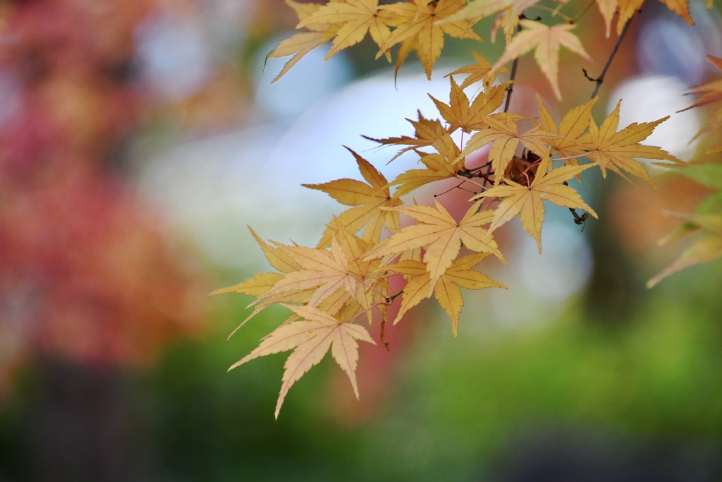 黄色い紅葉