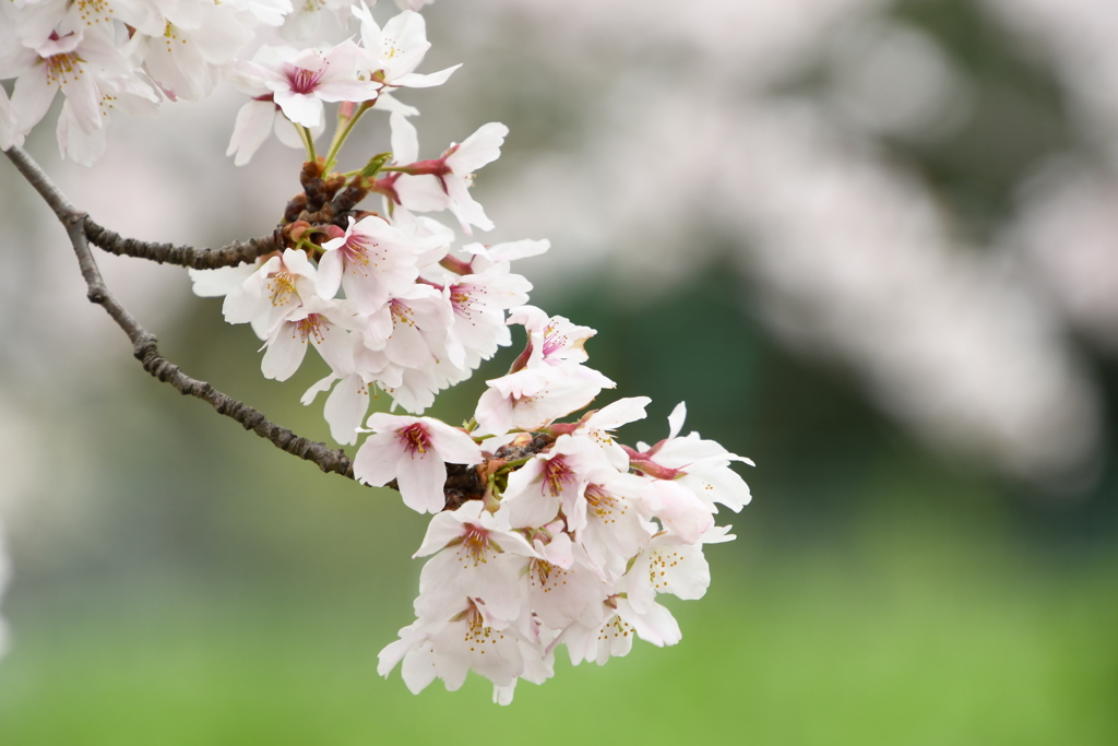 散り始の桜