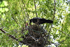 カラスの子育て