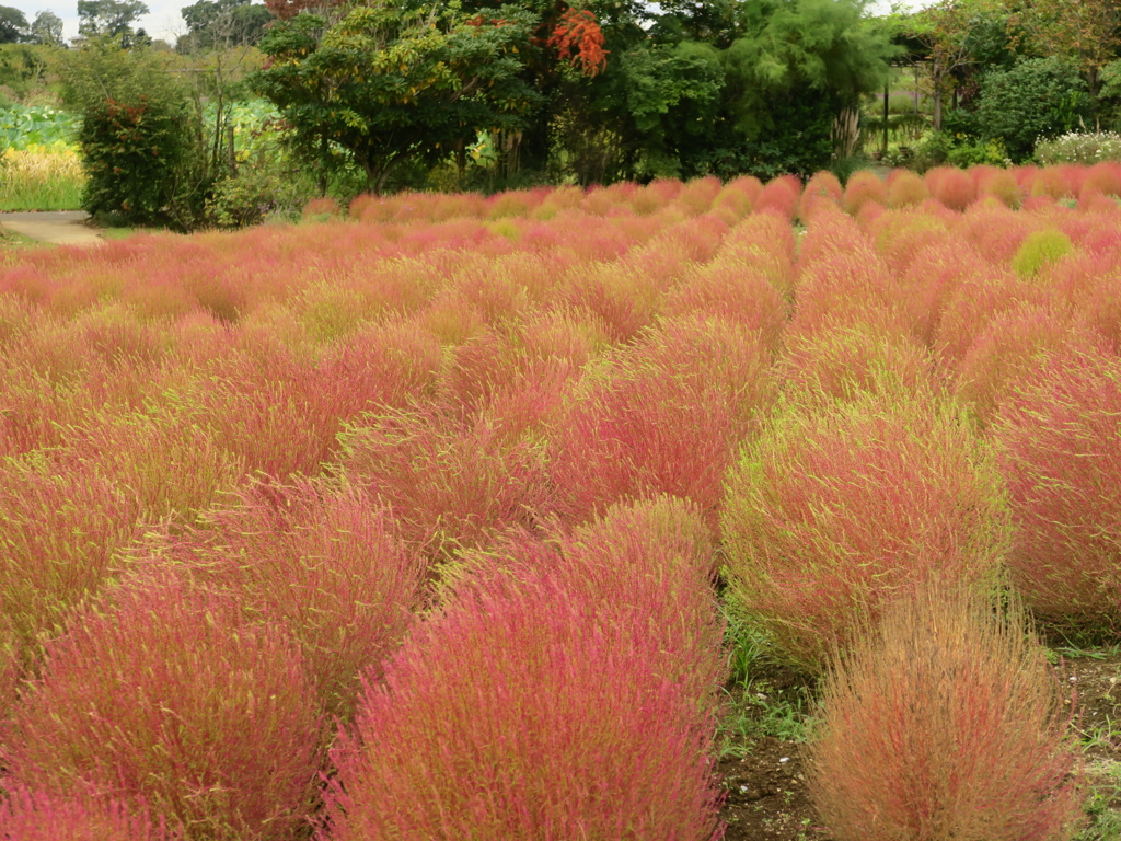 色づき始めたコキア