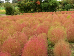 色づき始めたコキア