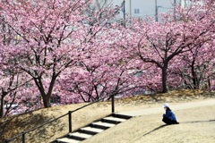 河津桜の公園