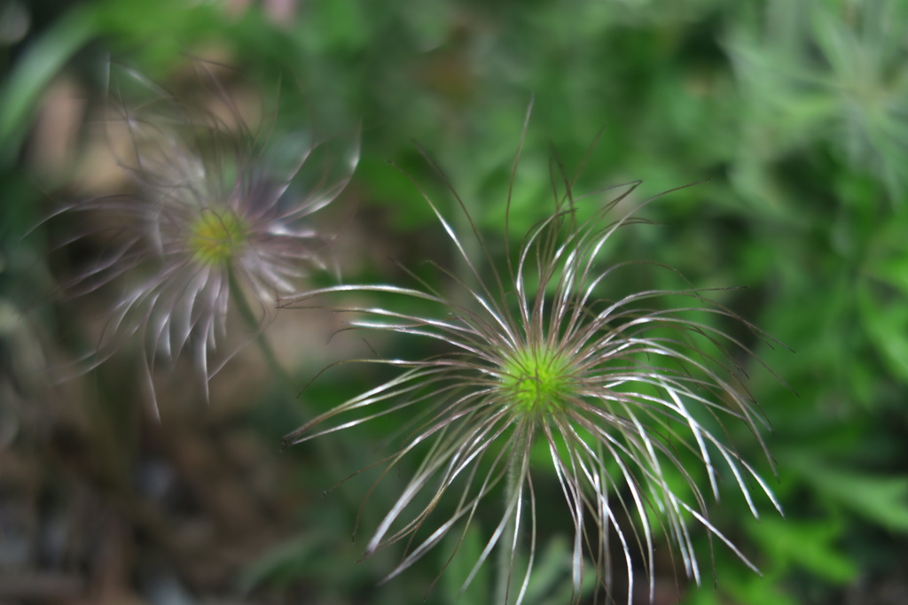 翁草の花柱
