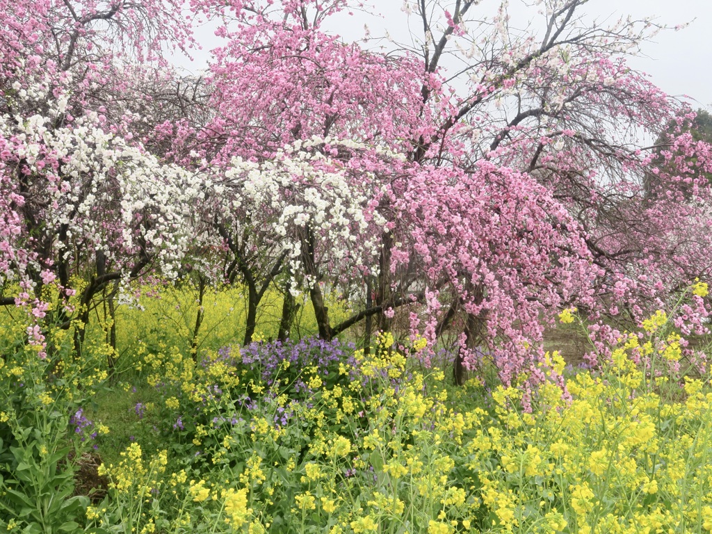 花、花、花