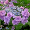 紫陽花