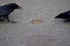 蛇とカラスの攻防