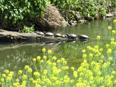 近所の小川