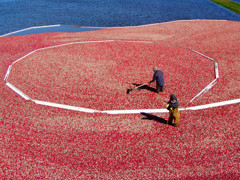 クランベリーの収穫