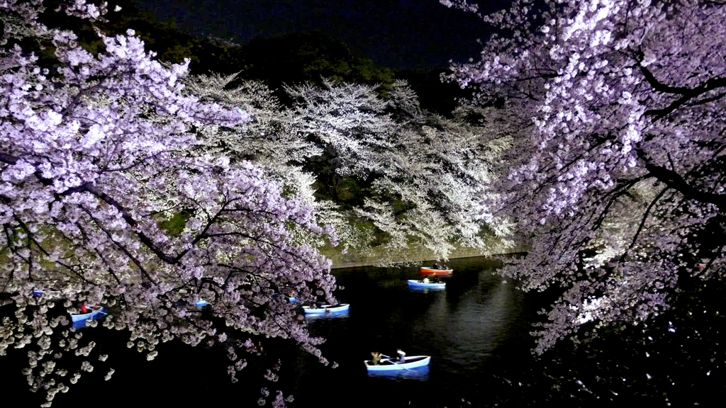 千鳥ヶ淵の夜桜