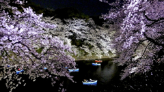 千鳥ヶ淵の夜桜